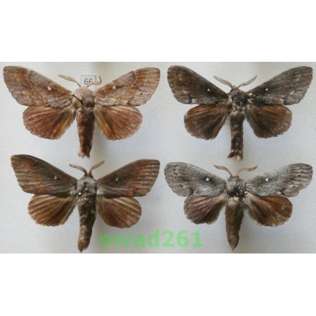 Dendrolimus pini (Linnaeus, 1758) 4xmale Poland66